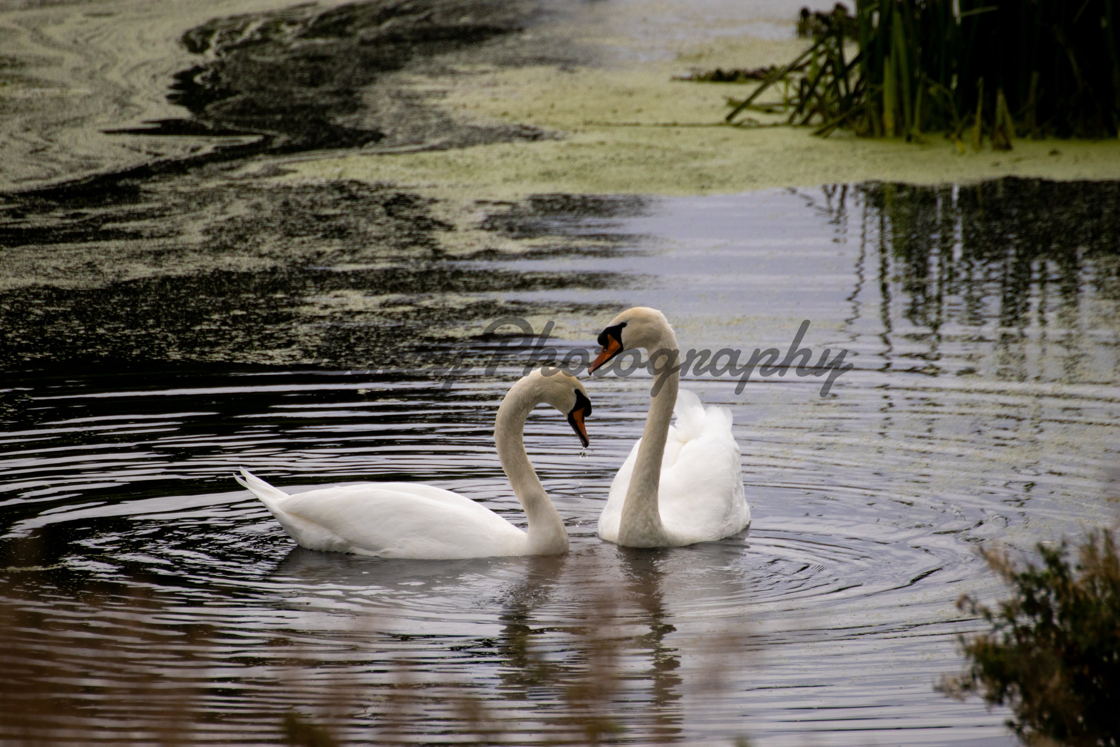 Loving Swans A4 Framed Print