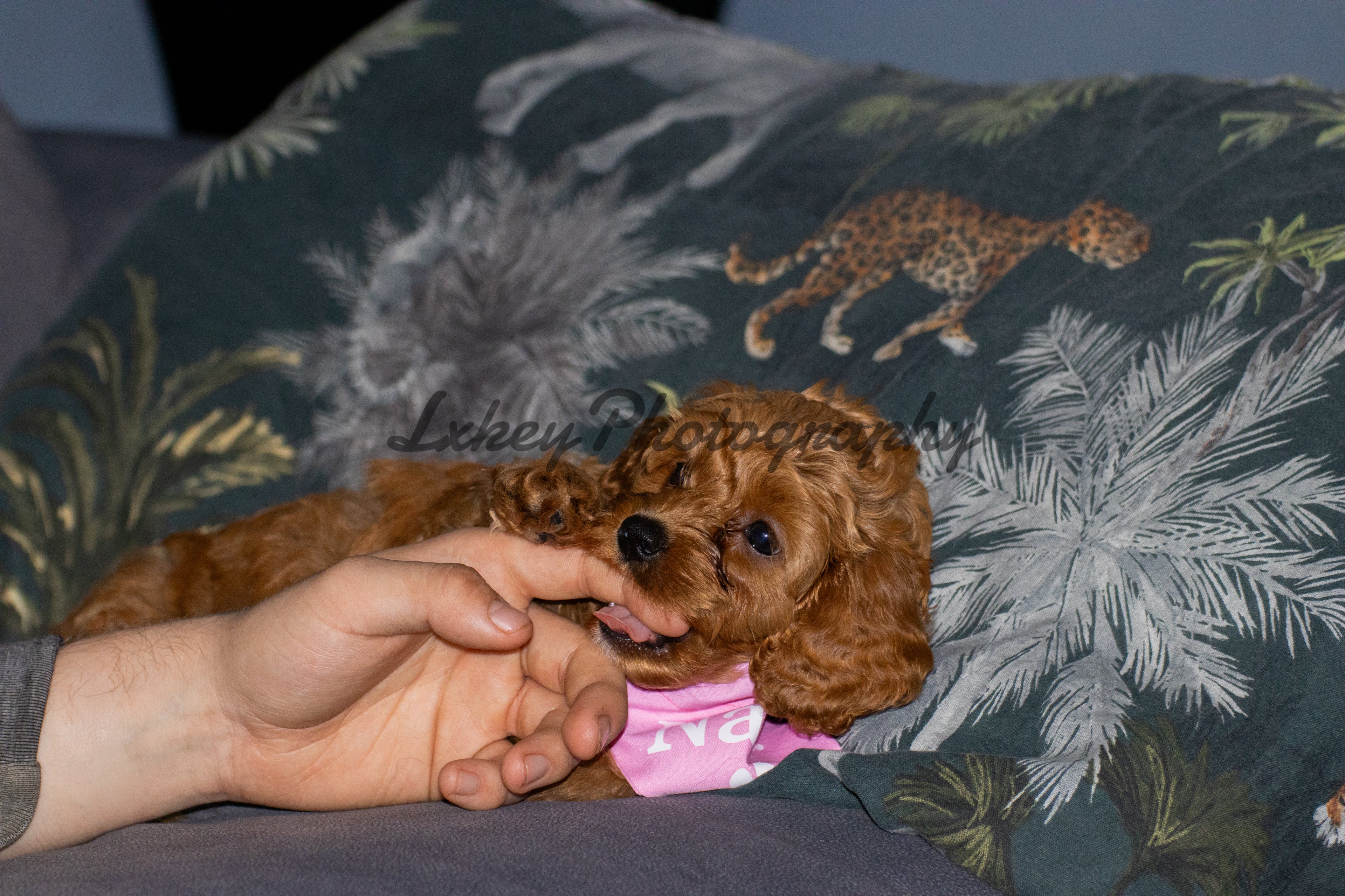 Nala the Puppy A4 Framed Photo 2