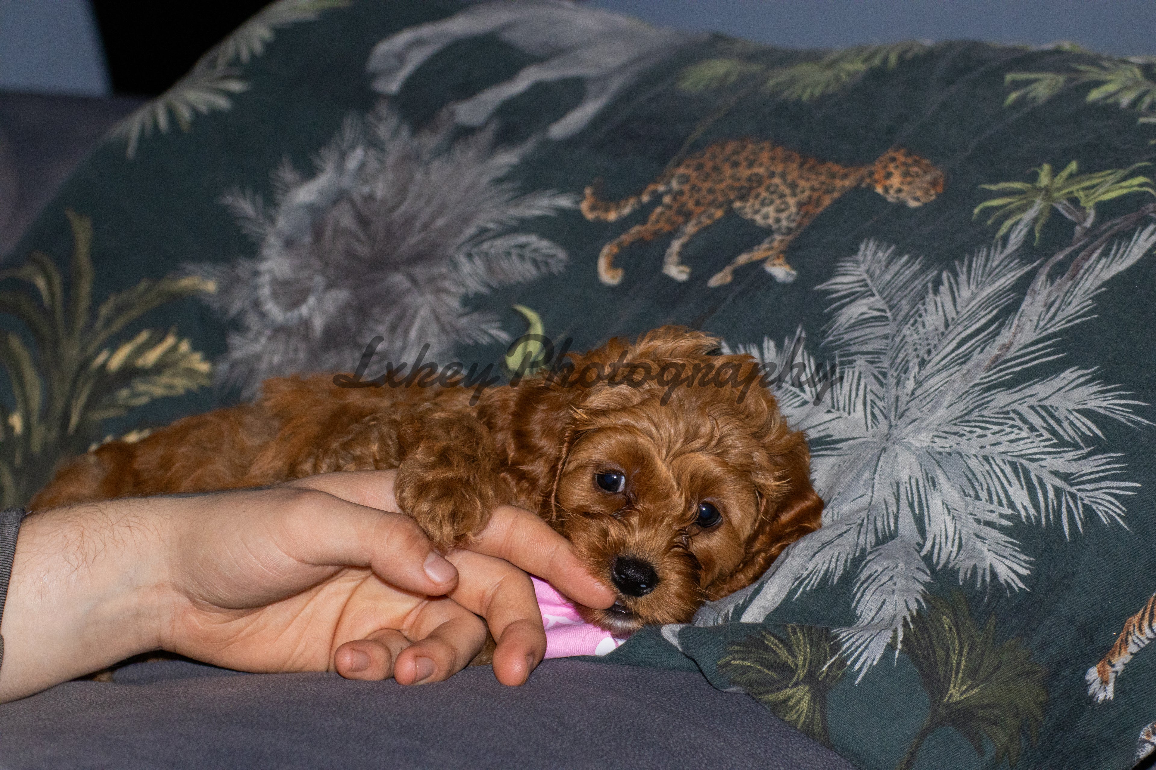 Nala the Puppy A4 Framed Photo