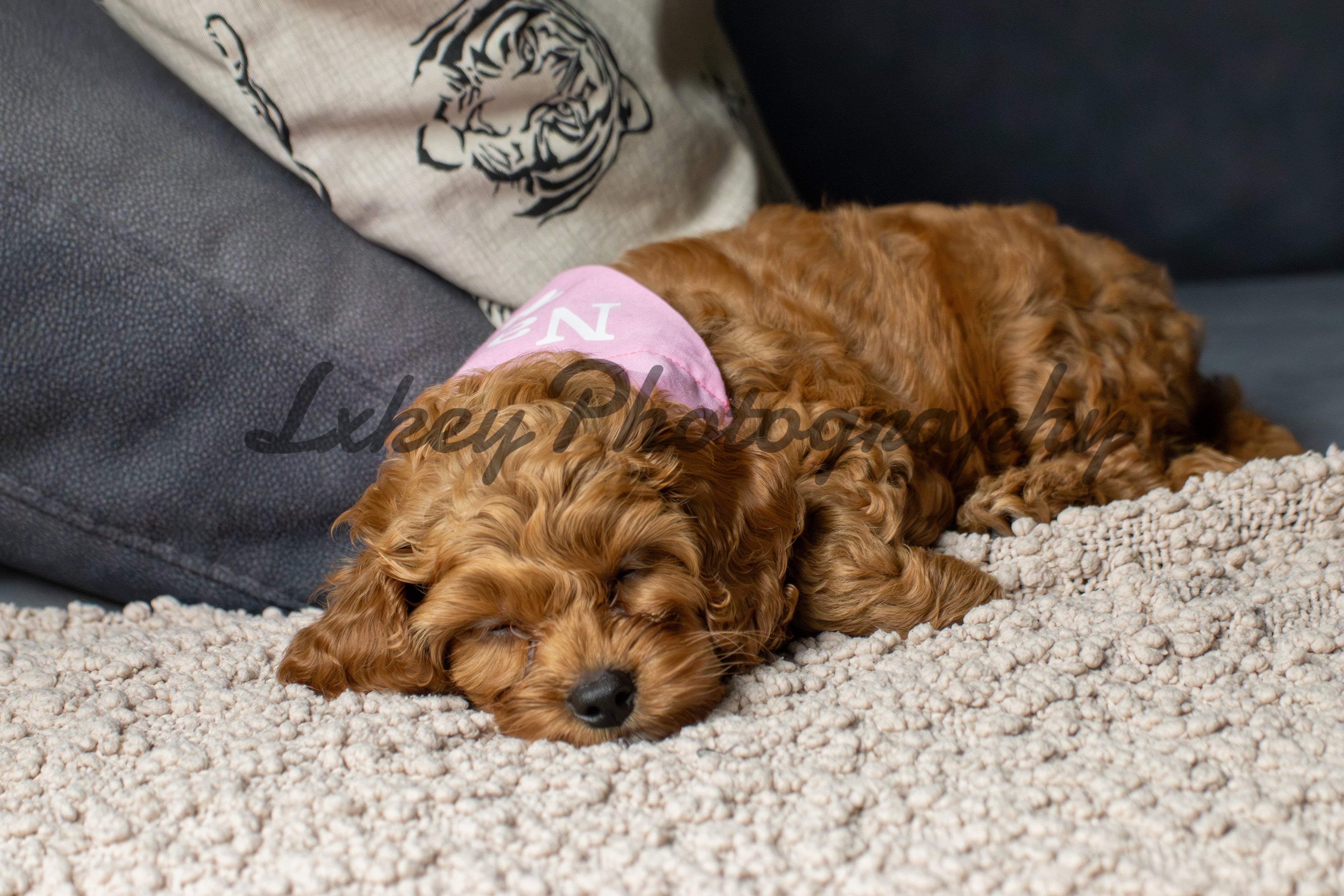 Nala the Puppy A4 Framed Photo Print