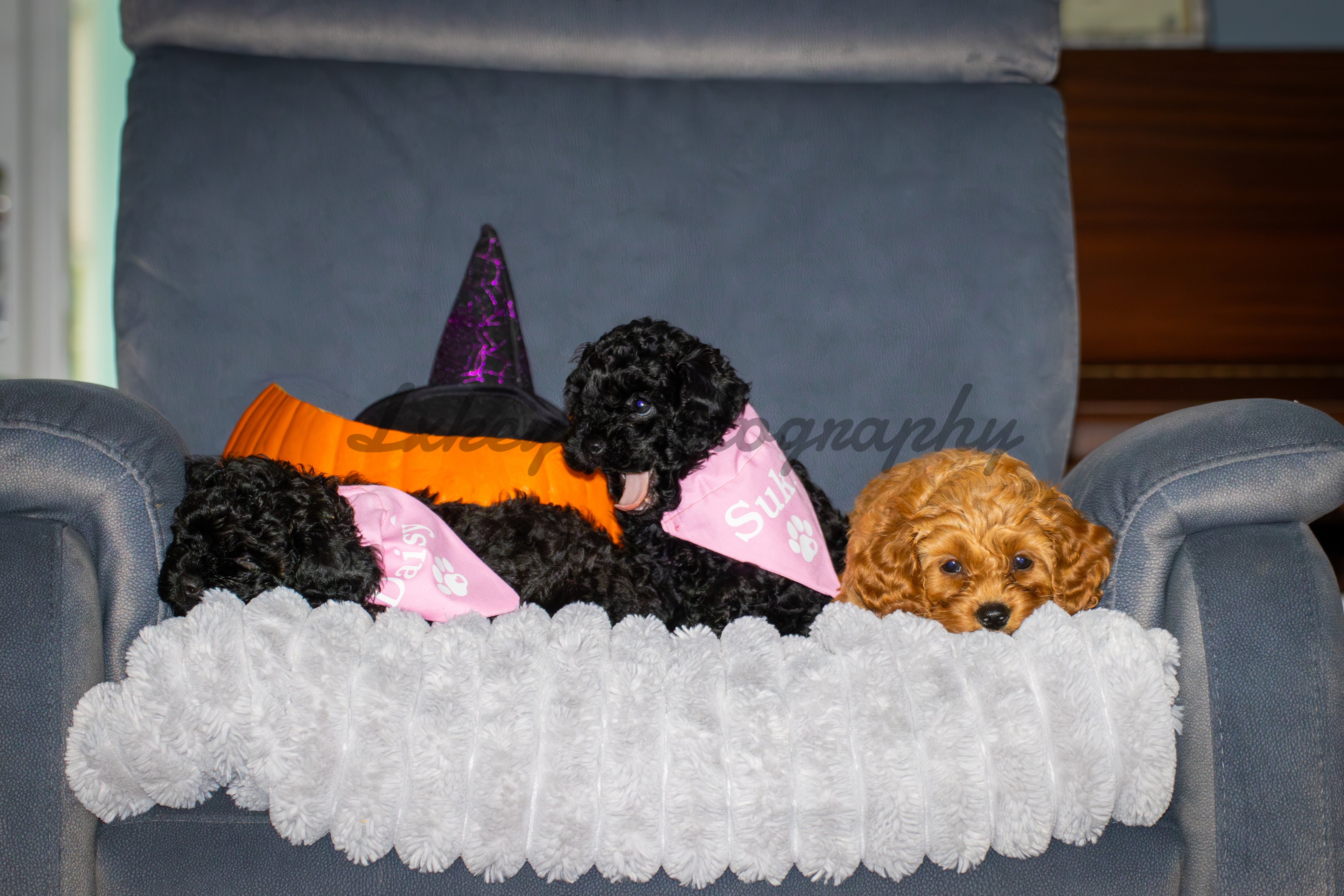 Nala, Suki, Daisy the puppies A4 Framed Print