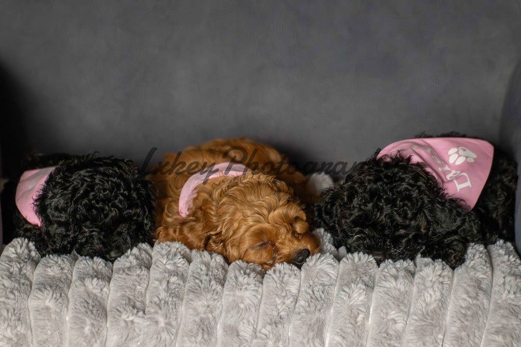 Sleeping Puppies Design Coffee Mug - 11oz & 15oz